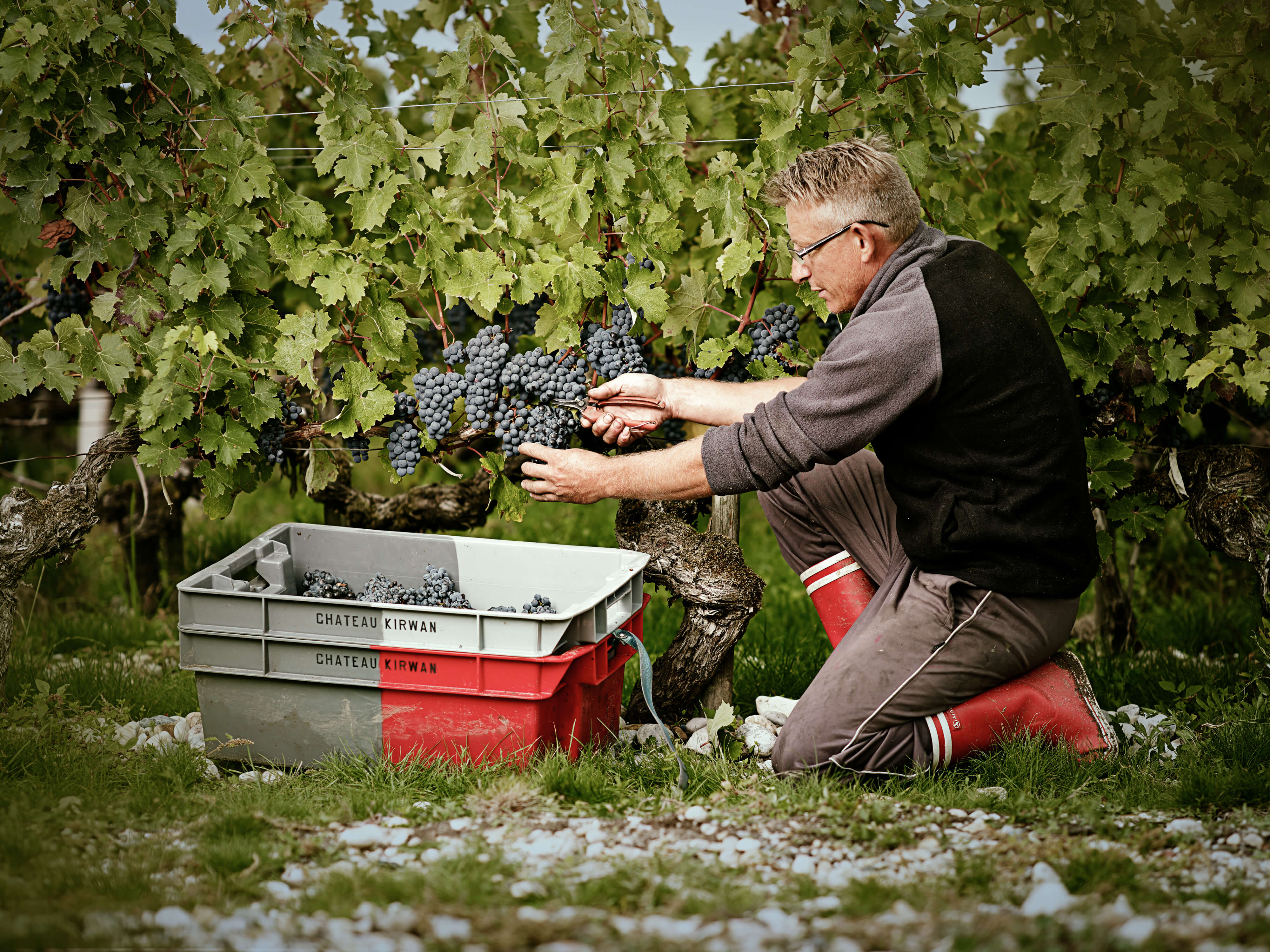 Vignoble - Château Kirwan